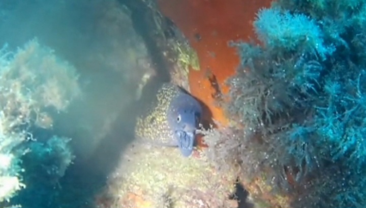 Isolotto dello Sparviero & Baietta (Scarlino)